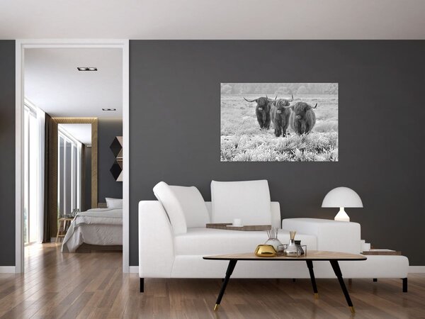 Kép - Skót tehenek, fekete-fehér (90x60 cm)