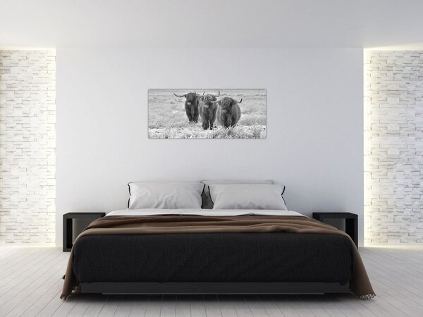Kép - Skót tehenek, fekete-fehér (120x50 cm)