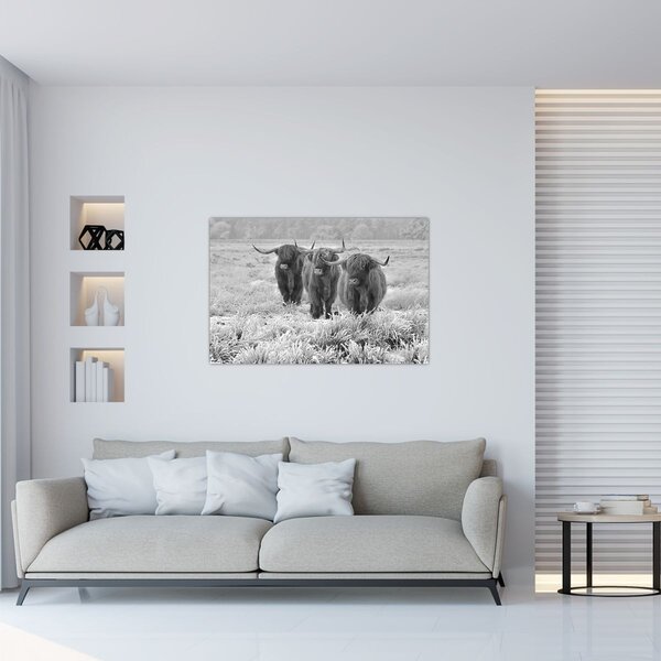 Kép - Skót tehenek, fekete-fehér (90x60 cm)