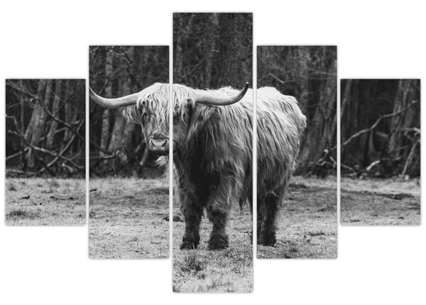 Kép - Skót tehén 3, fekete-fehér (150x105 cm)