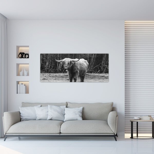 Kép - Skót tehén 3, fekete-fehér (120x50 cm)