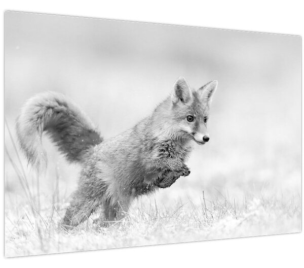 Kép - Ugró róka, fekete-fehér (90x60 cm)