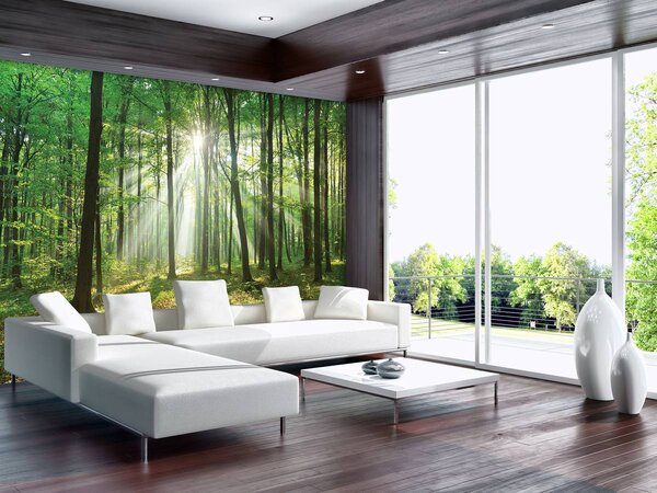 Fotótapéta - Erdő napfényben (152,5x104 cm)