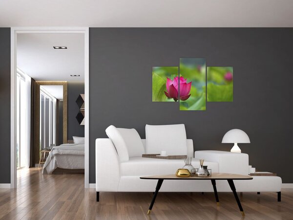 Kép - vízi növény (90x60 cm)