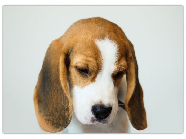Beagle képe (70x50 cm)