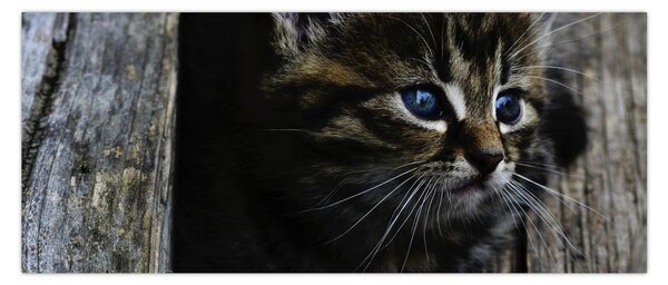 Cica képe (120x50 cm)