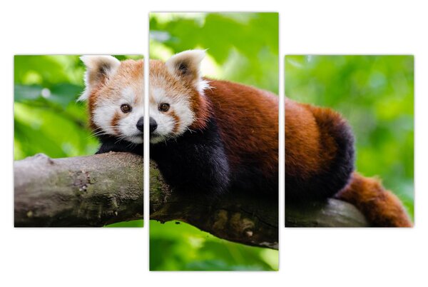 A vörös panda képe (90x60 cm)