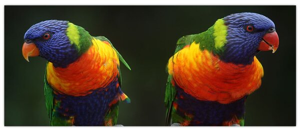 Papagájok képe (120x50 cm)