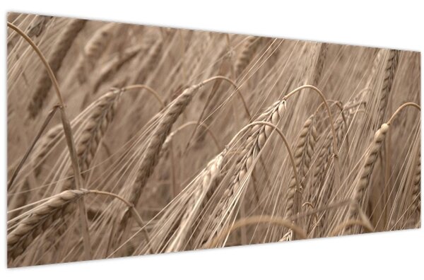 Kép - Az arany mező (120x50 cm)