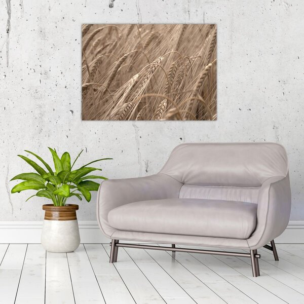 Kép - Az arany mező (70x50 cm)