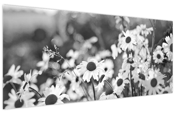 Kép - Százszorszépek (120x50 cm)