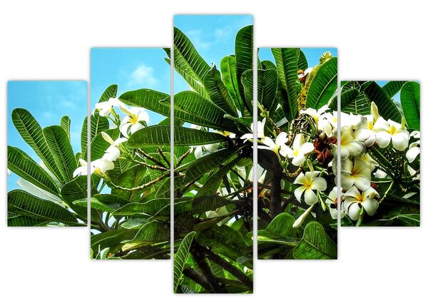 Kép - Plumeria (150x105 cm)