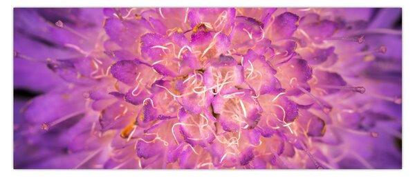 Részletes virágkép (120x50 cm)