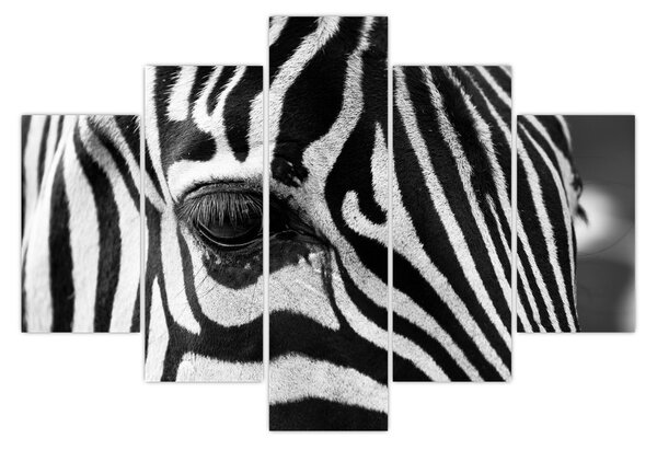 Zebra képe (150x105 cm)