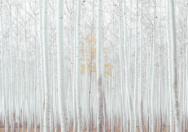 Fotótapéta - Erdő - fehér (152,5x104 cm)