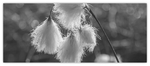 Kép - Cottongrass (120x50 cm)