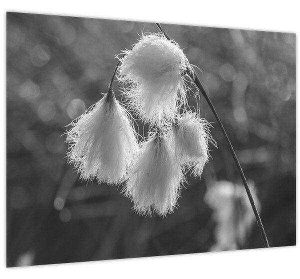 Kép - Cottongrass (70x50 cm)