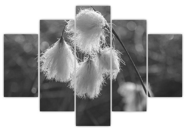 Kép - Cottongrass (150x105 cm)
