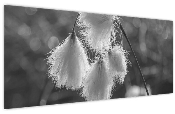 Kép - Cottongrass (120x50 cm)