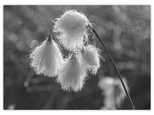Kép - Cottongrass (70x50 cm)