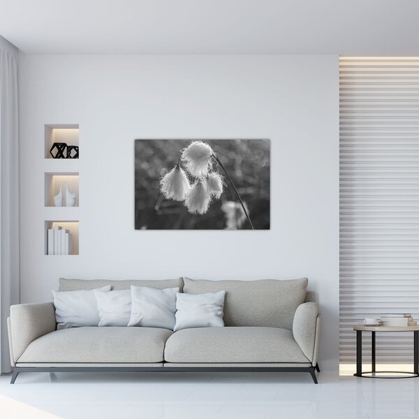 Kép - Cottongrass (90x60 cm)