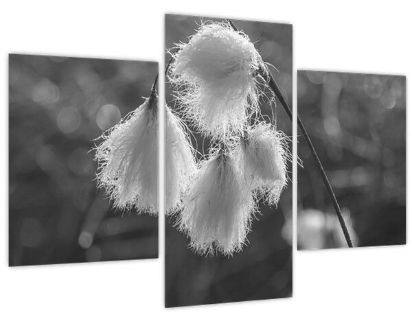 Kép - Cottongrass (90x60 cm)