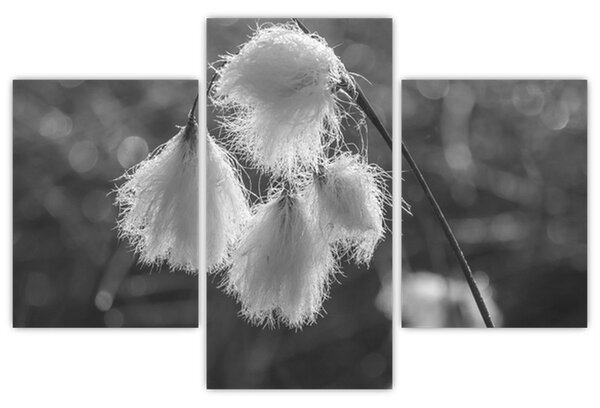 Kép - Cottongrass (90x60 cm)