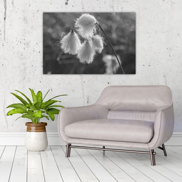 Kép - Cottongrass (90x60 cm)