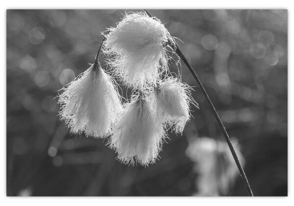Kép - Cottongrass (90x60 cm)