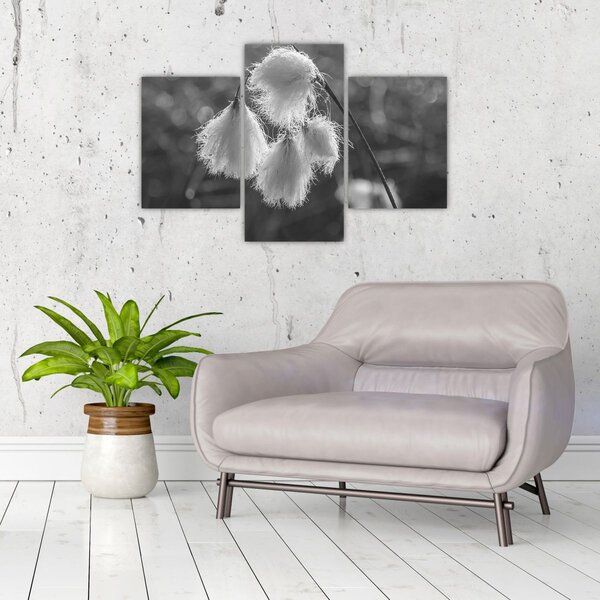 Kép - Cottongrass (90x60 cm)