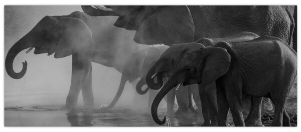 Elefánt képe - fekete fehér (120x50 cm)