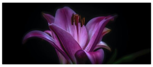 A liliom képe (120x50 cm)
