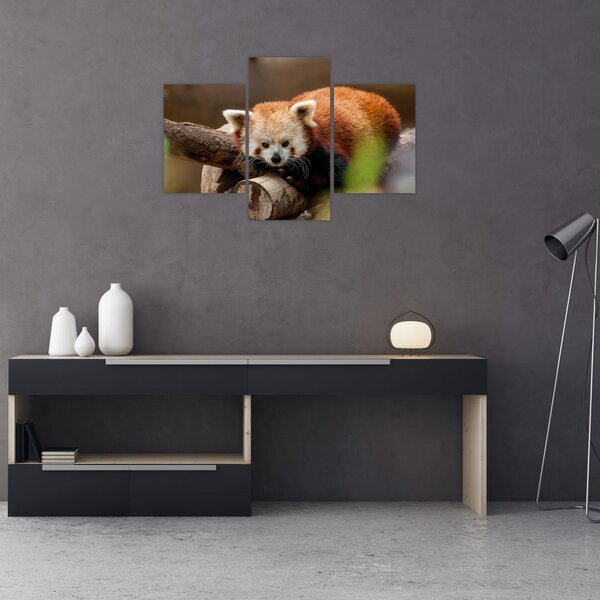 Vörös panda képe (90x60 cm)