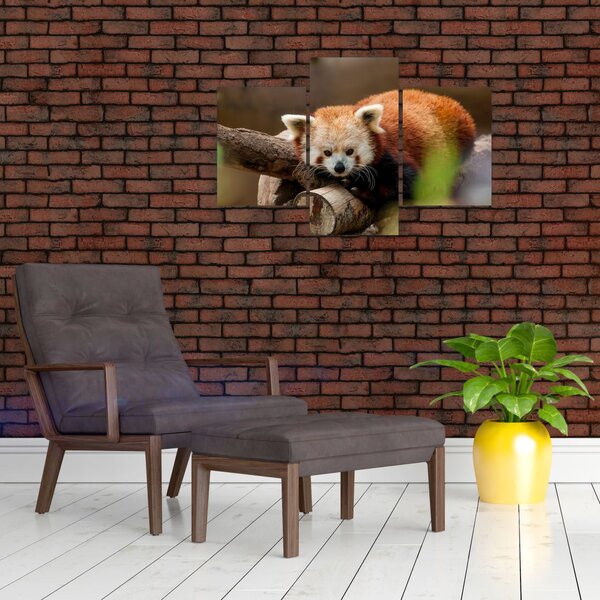 Vörös panda képe (90x60 cm)