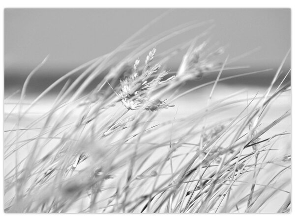 Kép - Strandfű (70x50 cm)