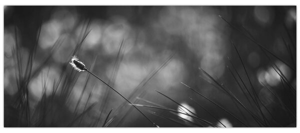 Kép - Mezei fű (120x50 cm)