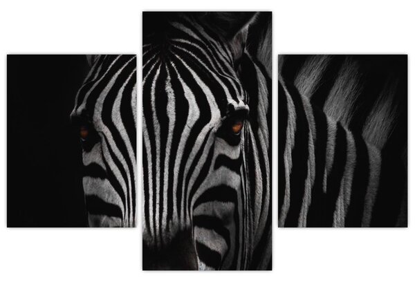 Zebra képe (90x60 cm)