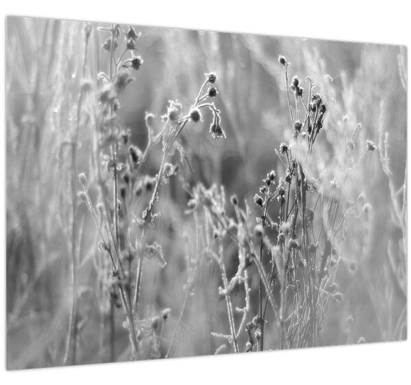 Kép - Wild Meadow (70x50 cm)