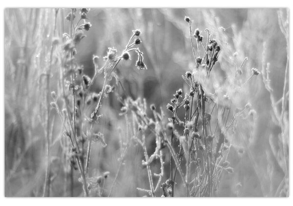 Kép - Wild Meadow (90x60 cm)