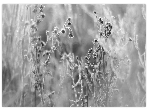 Kép - Wild Meadow (70x50 cm)