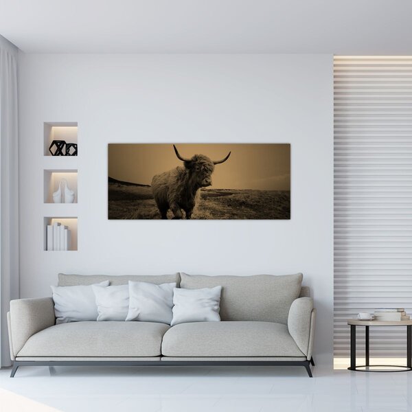 Kép - Skót tehén menekül (120x50 cm)