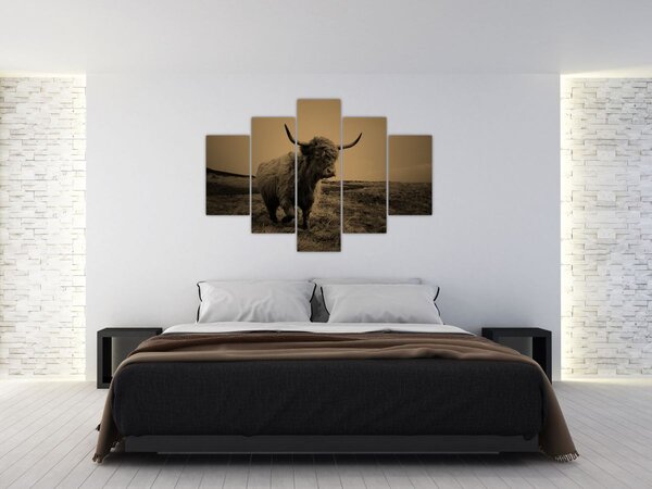Kép - Skót tehén menekül (150x105 cm)