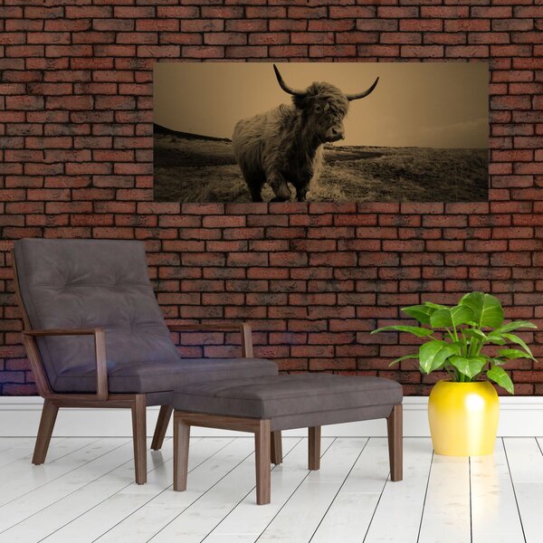 Kép - Skót tehén menekül (120x50 cm)