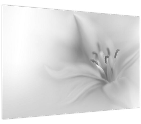 Kép - Delicate Lily (90x60 cm)