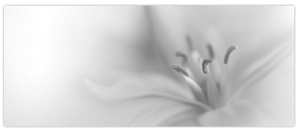 Kép - Delicate Lily (120x50 cm)