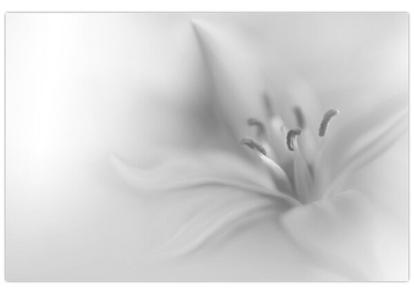 Kép - Delicate Lily (90x60 cm)