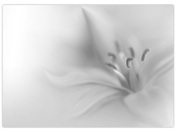 Kép - Delicate Lily (70x50 cm)