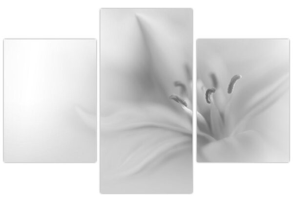 Kép - Delicate Lily (90x60 cm)