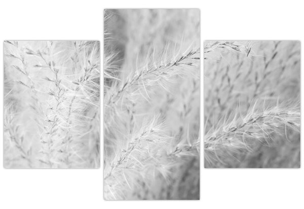 Kép - Pampafű N⁰1 (90x60 cm)