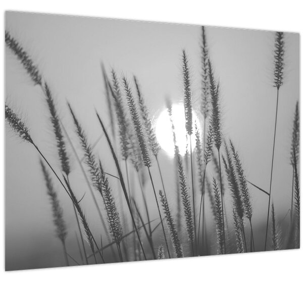 Kép - Mező naplementében (70x50 cm)